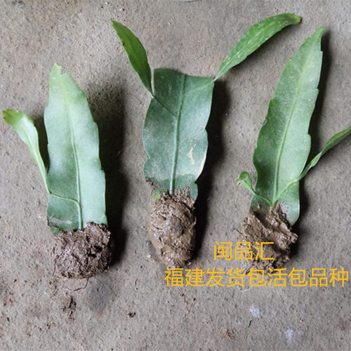 阳台庭院绿色盆景昙花一现植物