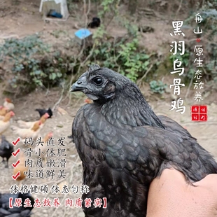 闹妈】2025年海岛原生态山地放养10个月黑羽乌骨鸡上市了