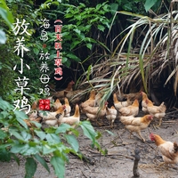 海島原生態(tài)山地放養(yǎng)小草雞