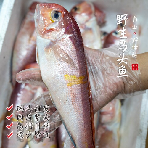 【闹妈海鲜】[鲜冻]舟山红马头鱼 各种规格