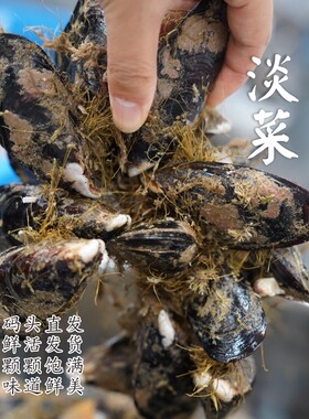 舟山青口贝5斤包邮江浙沪皖