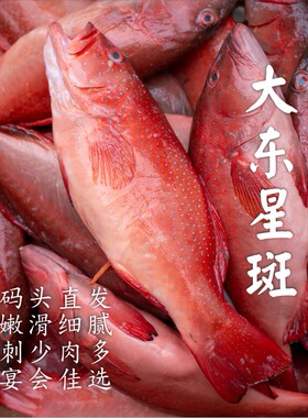 【闹妈海鲜】[鲜冻]舟山东海生态东星斑各种规格 按条卖