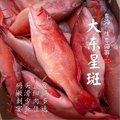 【闹妈海鲜】[鲜冻]舟山东海生态东星斑各种规格 按条卖