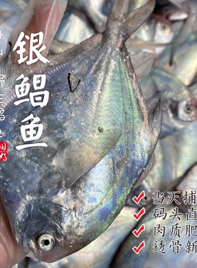 【闹妈海鲜】[鲜冻]2026舟山海捕银鲳鱼2条/3条款/4条款等肉质鲜