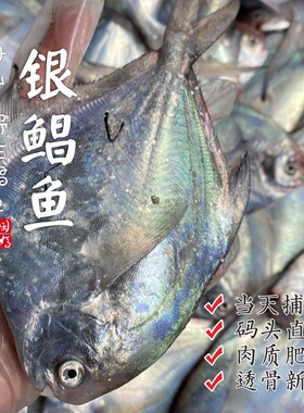 【闹妈海鲜】[鲜冻]2026舟山海捕银鲳鱼2条/3条款/4条款等肉质鲜