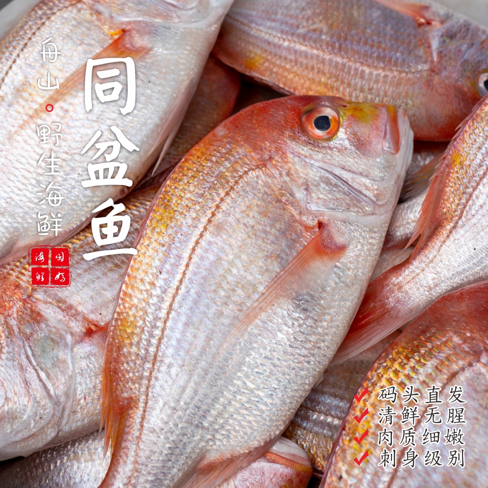 【闹妈海鲜】 [鲜冻]舟山同盆鱼 各种规格