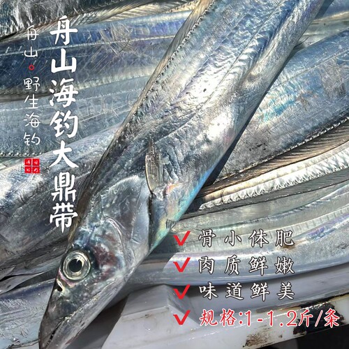 【闹妈】[热气]舟山海钓钓带鱼大顶带 各种规格