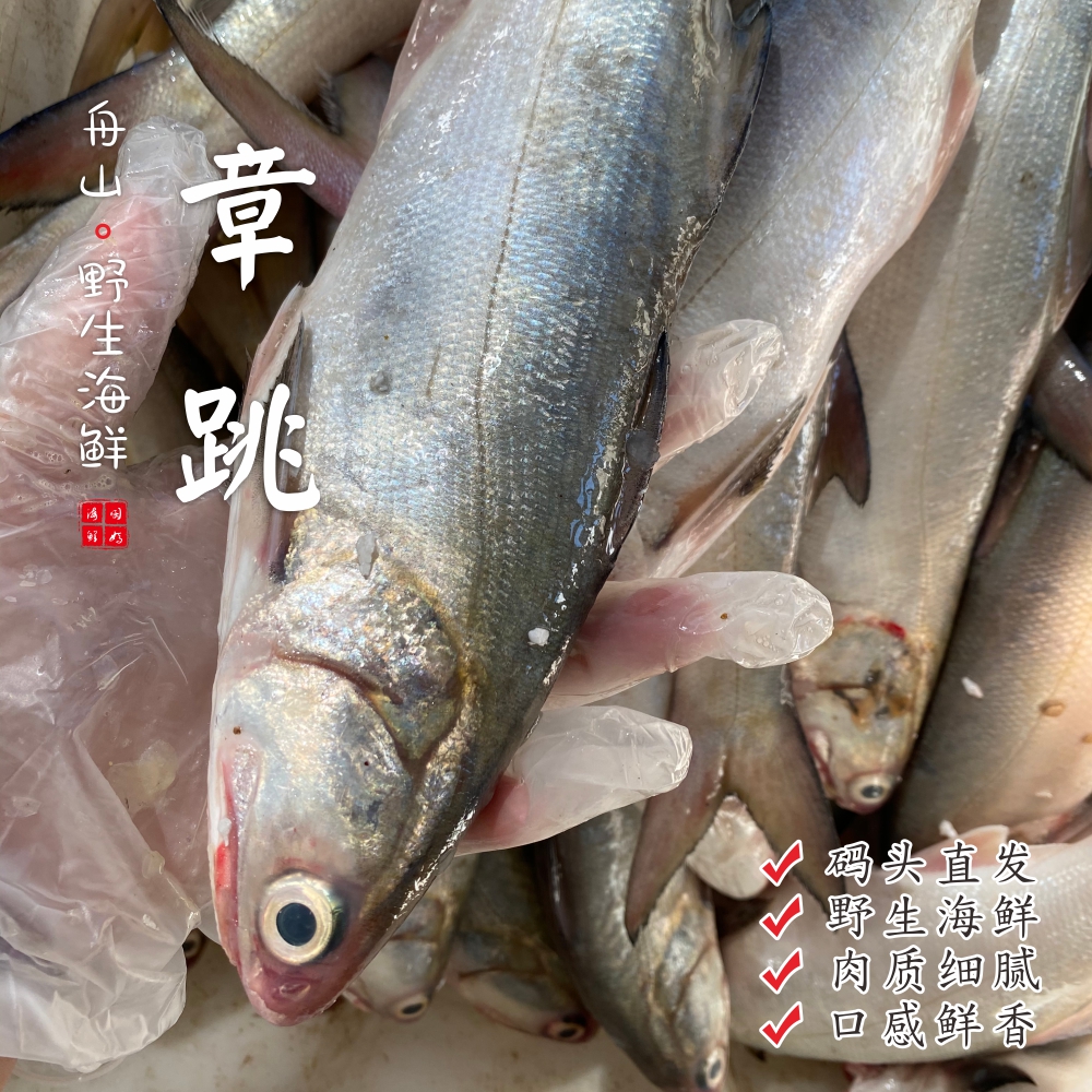【闹妈】[鲜冻]舟山 章跳鱼 各种规格按条卖