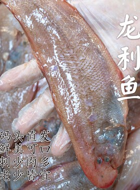 【闹妈】[鲜冻]舟山海捕粗鳞玉秃鱼 各种规格