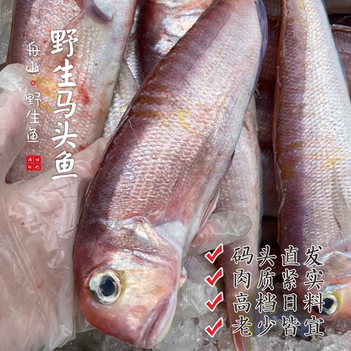 【闹妈海鲜】[鲜冻]舟山海捕红马头鱼 各种规格