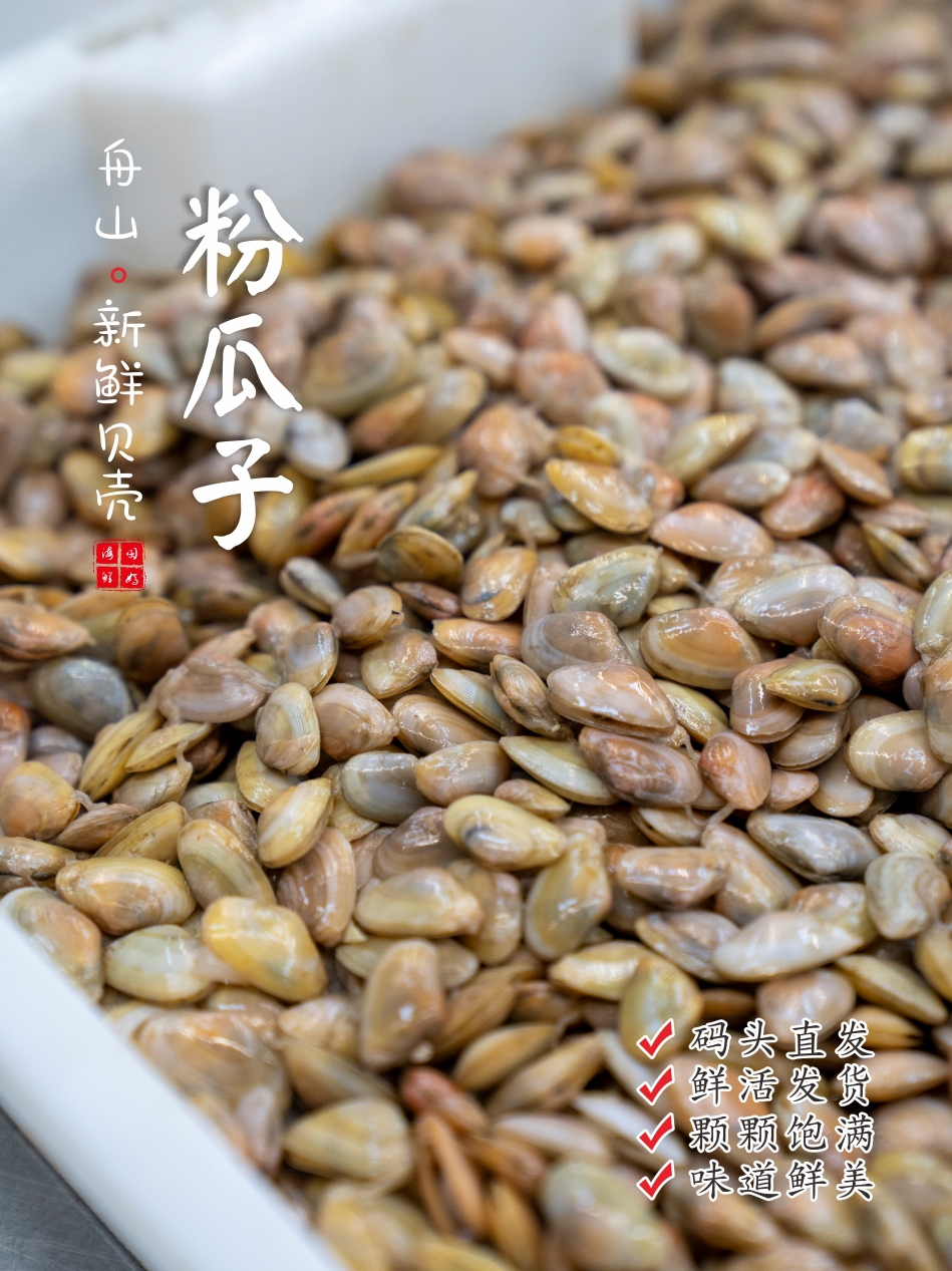 舟山鲜活海瓜子粉色薄壳水产贝类 彩虹明樱蛤 250g