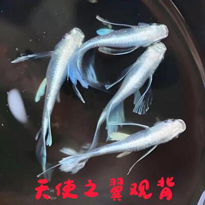 天使之翼活体淡水观赏鱼