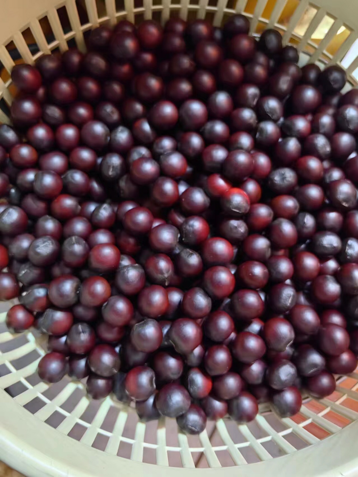 无患子定制专拍