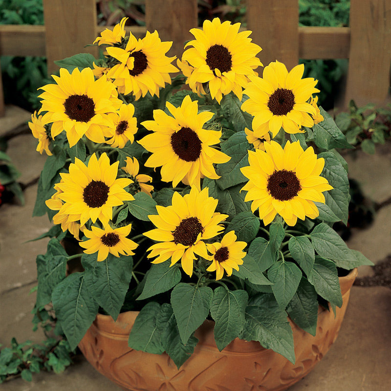进口矮向日葵种子 室内阳台专用盆栽四季好养易播种花园 花卉种子