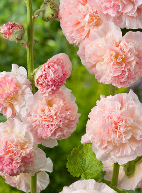 进口重瓣蜀葵种子 桃子与梦 查特系列多年生宿根花园庭院花卉花籽