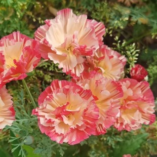 皱瓣花菱草种子600粒 复瓣加州虞美人室外花园花籽阳台盆栽春秋播