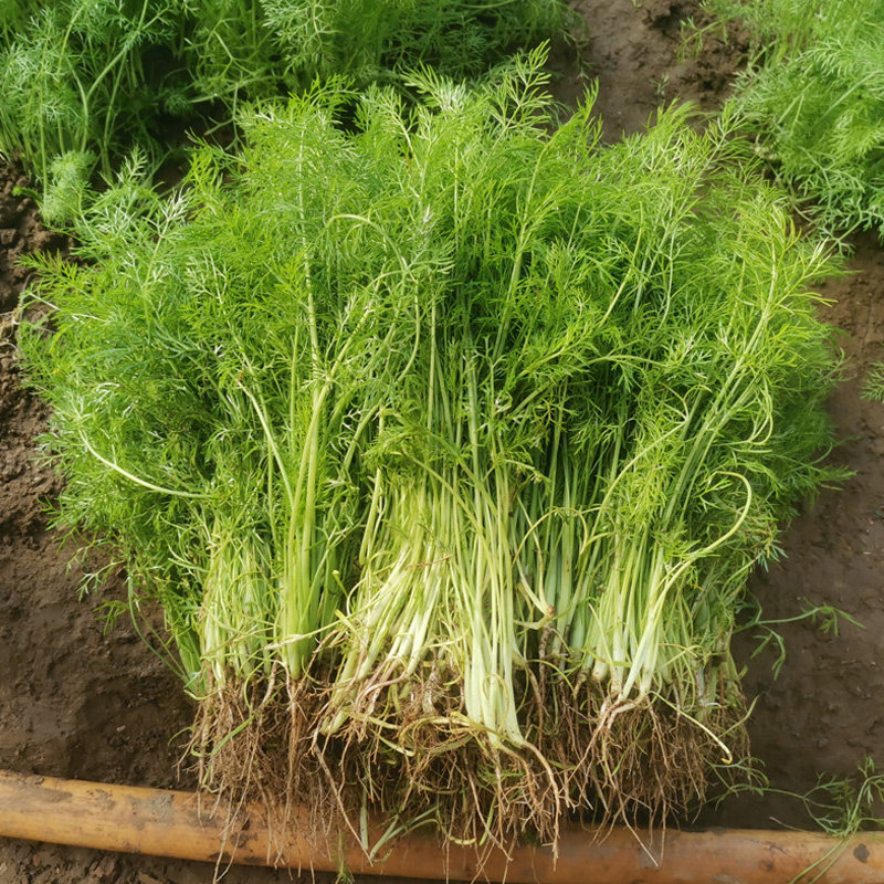 茴香种子 香丝菜春季秋季播种菜籽室外菜园 室内阳台盆栽蔬菜种子