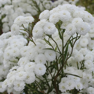 进口珍珠蓍草种子室内阳台室外花园春秋季播多年生宿根好养易花种