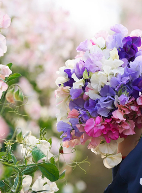 进口切花香豌豆花种子切花型室外花园春秋季阳台好养易种花卉种籽