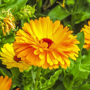 矮金盏菊种子100粒 观赏花籽 春秋易播种阳台盆栽 室外庭院花种子