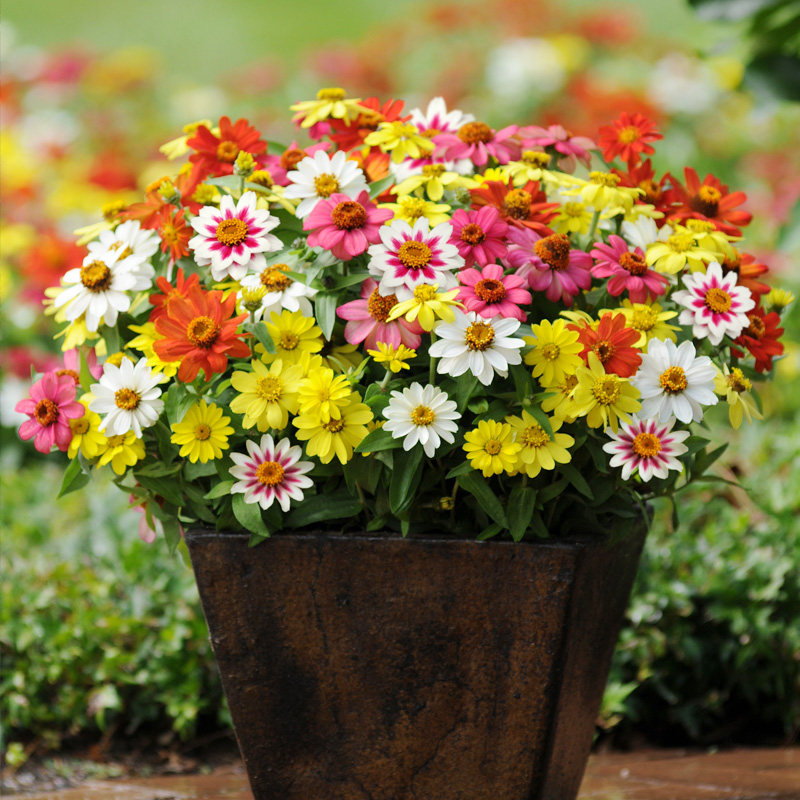 进口百日草种子 四季秋季播室内阳台盆栽易种室外花园花种子 花籽