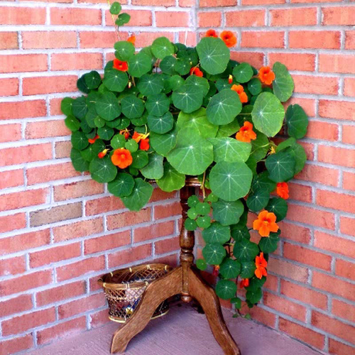 垂吊旱荷花种子满19元包邮