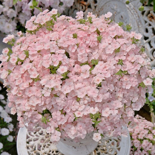 室内阳台盆栽好养易种花卉种子 情书系列春季 爱诗 进口福禄考种子
