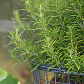 播多年生室内阳台盆栽花卉子菜籽 四季 迷迭香种子香草春季 秋季