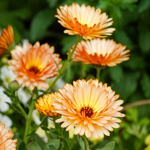 切花金盏菊种子100粒 室外花园室内阳台盆栽春秋季易播花籽花种子