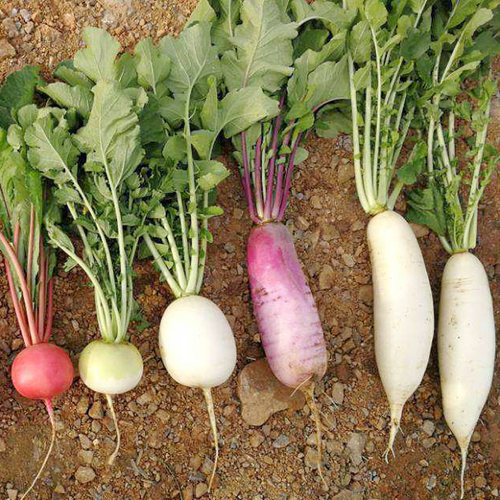 萝卜种子满10元可包邮