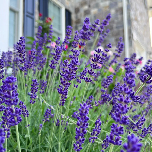 薰衣草600粒 室内阳台盆栽花种籽室外春季秋季播种好养活花卉种子
