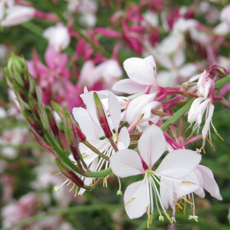 山桃草种子庭院春季播花草秋播四季易种室内花卉种子阳台盆栽花籽