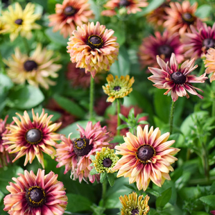 进口金光菊撒哈拉种子 室内阳台室外花园露台 多年生宿根花卉种子