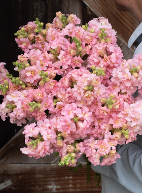 进口重瓣切花金鱼草种子蝴蝶夫人春秋季播种室内阳台盆栽花卉种子