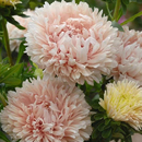 松本系列春季 室內陽臺盆栽好養易種花種子 蓬蓬 進口切花翠菊種子