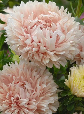 进口切花翠菊种子 蓬蓬 松本系列春季室内阳台盆栽好养易种花种子