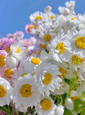 进口鲁丹鸟种子 班地锦系列 切花干花室外春季播室内阳台花卉种子
