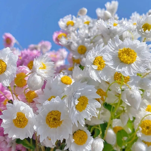 班地锦系列进口鲁丹鸟种子