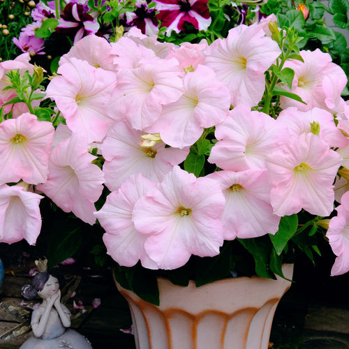 进口大花矮牵牛种子泛美梦幻系列