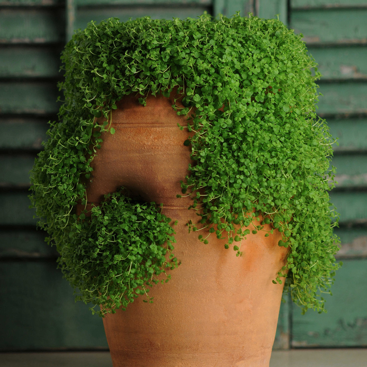 进口科西嘉薄荷种子满19元包邮