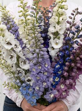 进口切花大花飞燕草种子 春秋播种耐寒宿根多年生花园花籽 花种籽