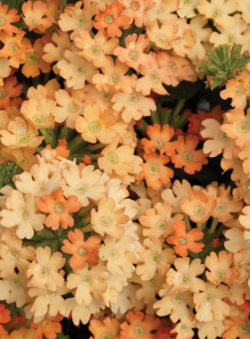 进口美女樱种子春季播四季易种室内花卉种子阳台盆栽秋播庭院花籽