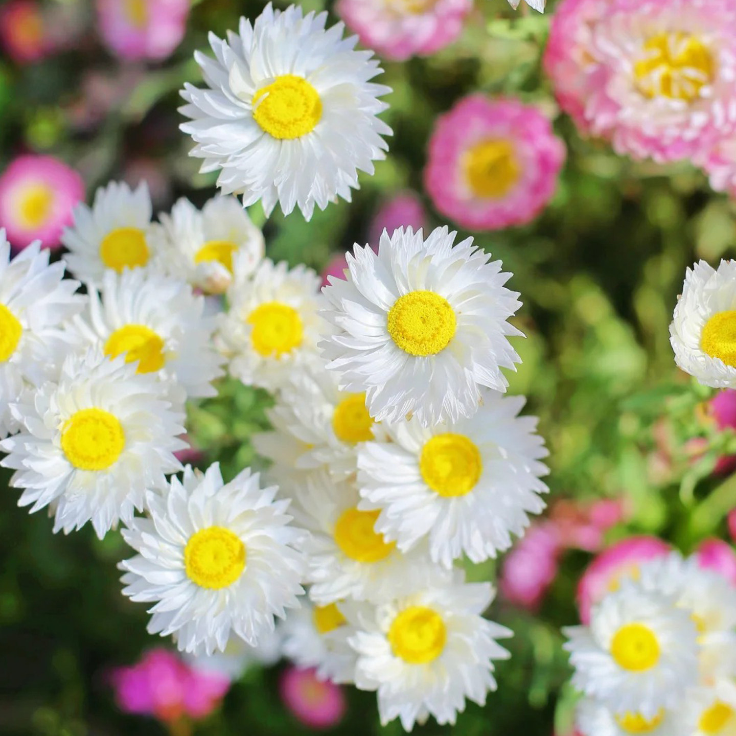 永生菊种子300粒 春季秋季室外花境花坛露台室内播阳台盆栽花种籽,鲜花速递/花卉仿真/绿植园艺,家庭园艺种子,淘宝优惠券,粉丝福利购,淘宝优惠卷