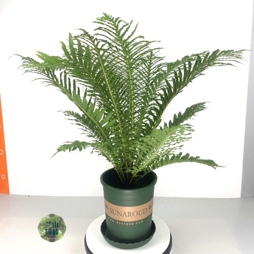 蕨类植物盆栽大型价格 蕨类植物盆栽大型图片 星期三