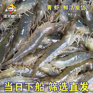 渤海湾鲜活海鲜水产海水青虾大虾海虾白虾 也可以急冻发货冻虾