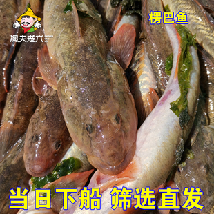 渤海新鲜海鱼楞巴鱼扔吧鱼小胖头鱼海鲶鱼小龙鱼沙光鱼500G