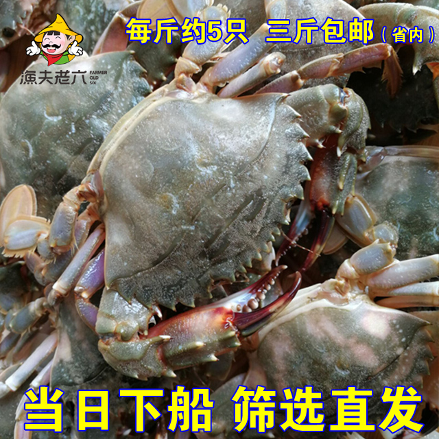 渤海海螃蟹花盖蟹石蟹