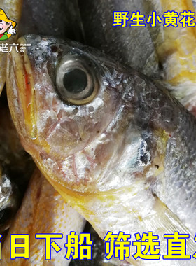 渤海湾小黄花鱼黄花鱼黄鱼
