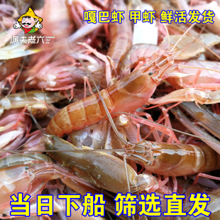 兴城海鲜嘎巴虾鲜活新鲜夹板虾爪虾小海虾嘎嘣虾鼓虾狗虾甲虾一斤