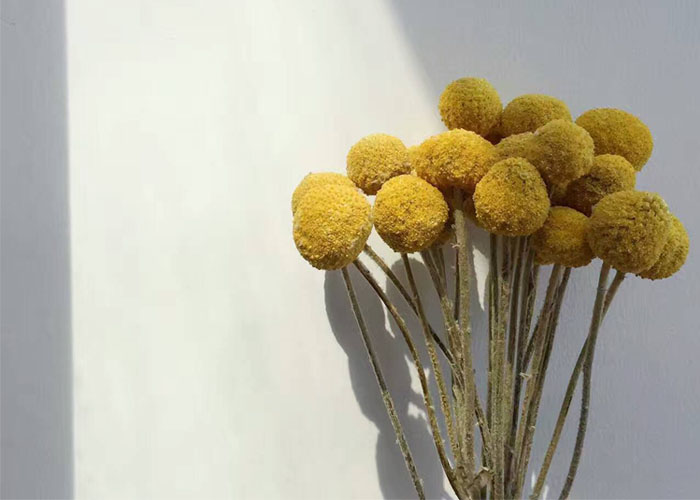 旅侣天然植物黄金球花束干花永生花券后15.90元